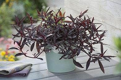 《星际公民：42中队》实机演示泄露 画面华丽